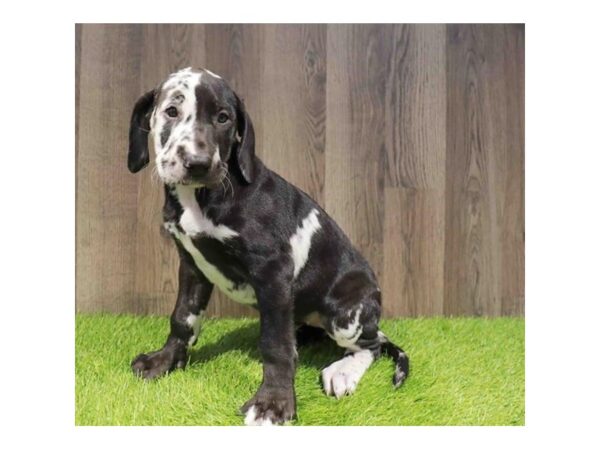 [#29427] Black / White Female Great Dane Puppies for Sale