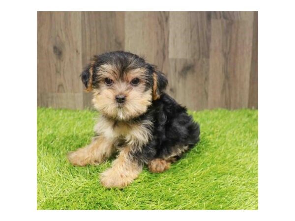 [#29429] Black / Tan Female Yorkshire Terrier Puppies for Sale