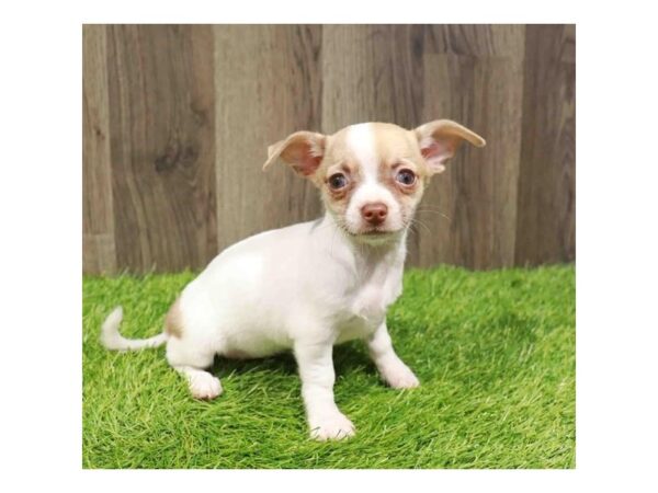 [#29426] Fawn Female Chihuahua Puppies for Sale