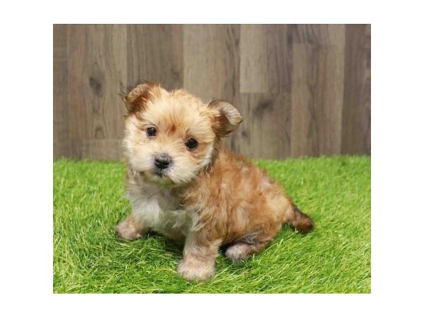 [#29424] Golden Male Morkie Puppies for Sale