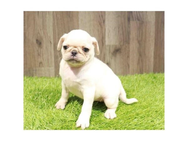 [#29428] White Female Pug Puppies for Sale