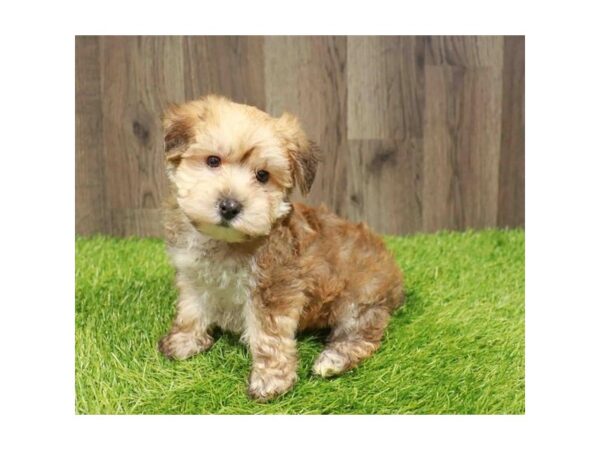 [#29425] Golden Male Yorkiepoo Puppies for Sale