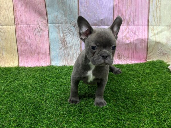 [#29422] Blue Male Frenchton Puppies for Sale