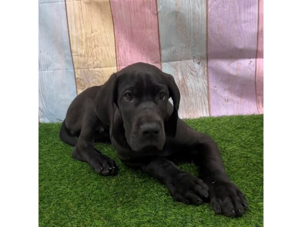 [#29407] Black Male Great Dane Puppies for Sale