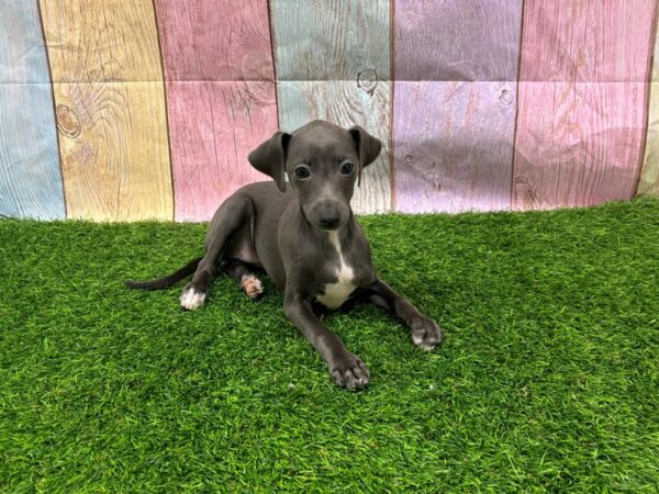 [#29411] Blue / White Female Italian Greyhound Puppies for Sale