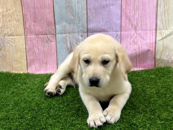 [#29412] Yellow Male Labrador Retriever Puppies for Sale