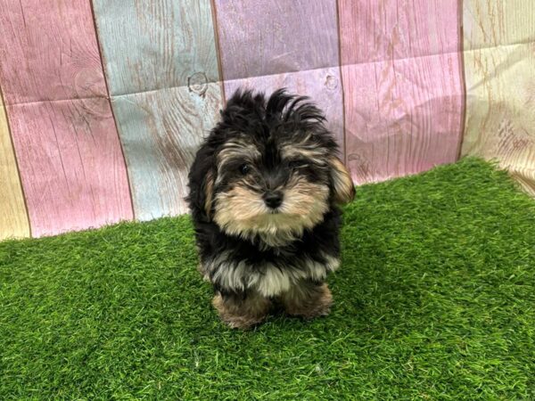 [#29419] Black / Tan Female Morkie Puppies for Sale
