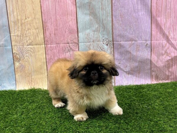 [#29408] Sable Male Pekingese Puppies for Sale