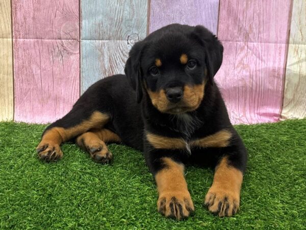 [#29414] Black / Tan Female Rottweiler Puppies for Sale