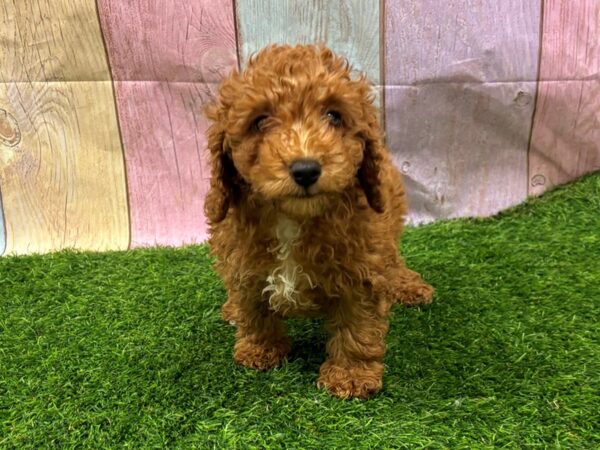 [#29415] Red Female Poodle Mini Puppies for Sale
