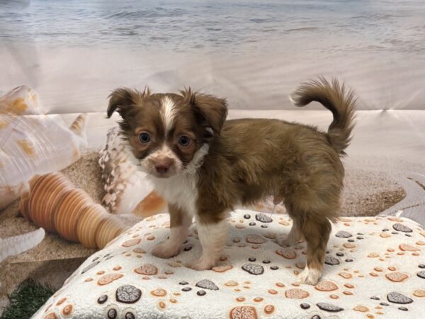 [#2143] Brown Male Chihuahua Puppies for Sale