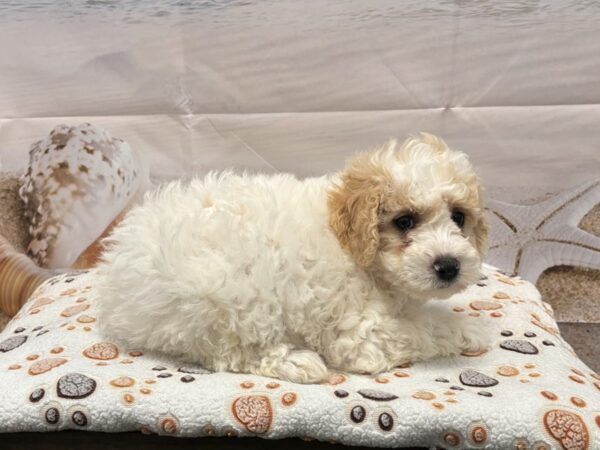 [#2146] White Female Maltipoo Puppies for Sale