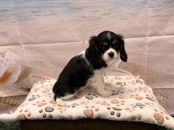 [#2140] Tri-Colored Female Cavalier King Charles Spaniel Puppies for Sale