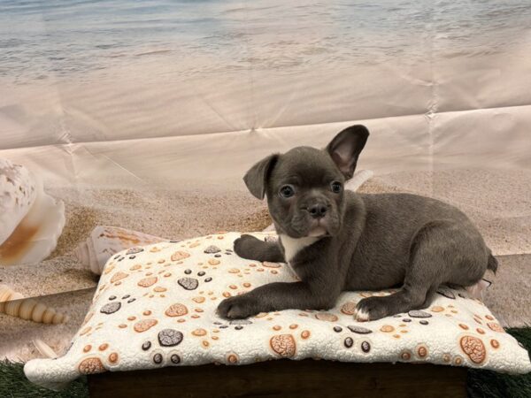 [#2139] Blue Male Frenchton Puppies for Sale