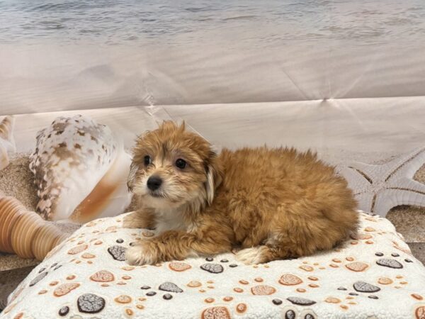 [#2142] Sable Male Morkie Puppies for Sale