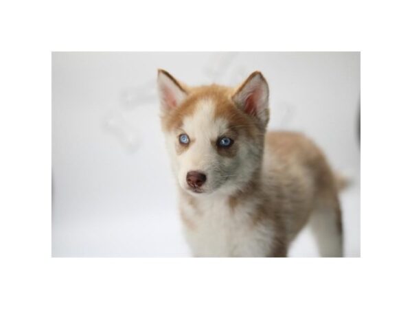 [#2150] Red / White Female Siberian Husky Puppies for Sale