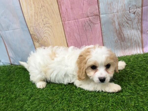[#29453] Brown / White Female Cavachon Puppies for Sale