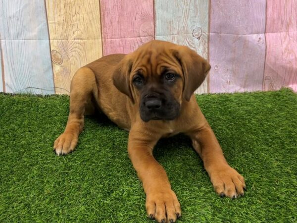 [#29452] Red Fawn Female Cane Corso Puppies for Sale