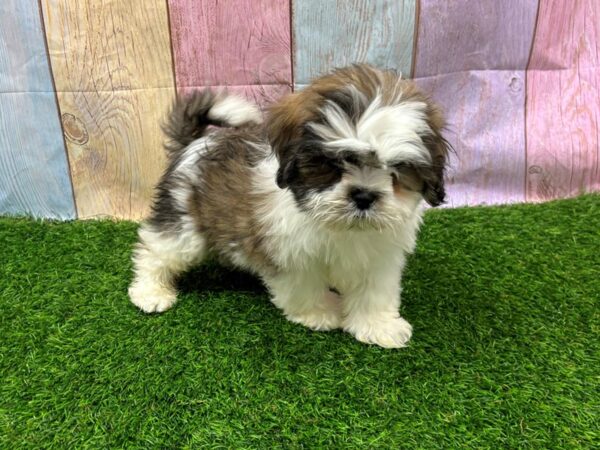 [#29451] Brown / White Male Lhasa Apso Puppies for Sale