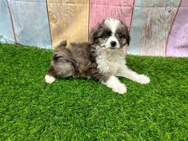 [#29440] Blue Merle Male Toy Aussie Poo Puppies for Sale