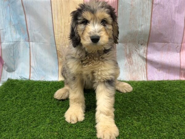 [#29438] Merle Female Goldendoodle 2nd Gen Puppies for Sale