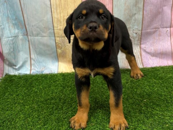 [#29433] Black / Tan Male Rottweiler Puppies for Sale