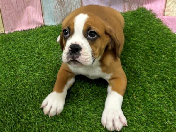 [#29454] Red / White Male Beabull Puppies for Sale