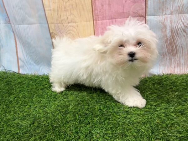 [#29442] White Female Maltese Puppies for Sale
