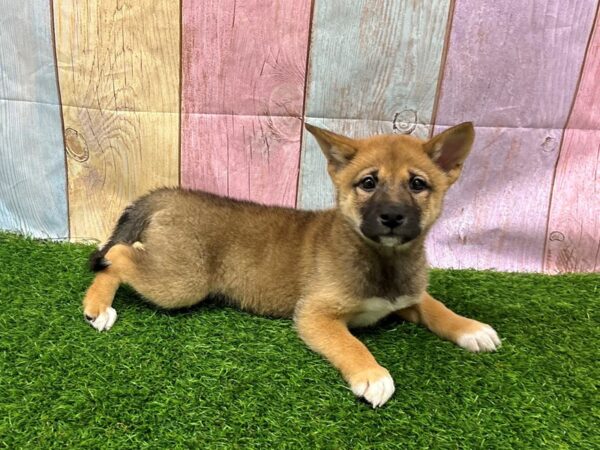[#29437] Red Sesame Male Shiba Inu Puppies for Sale