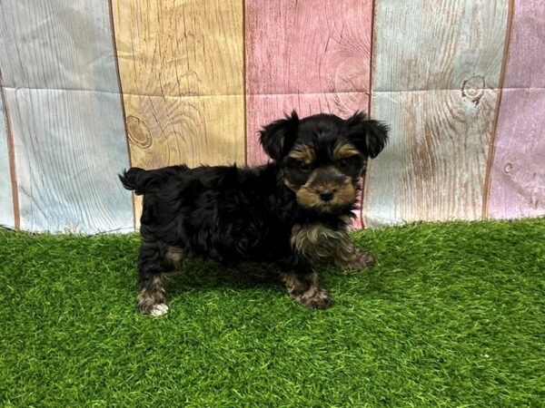 [#29445] Black / Tan Female Yorkshire Terrier Puppies for Sale