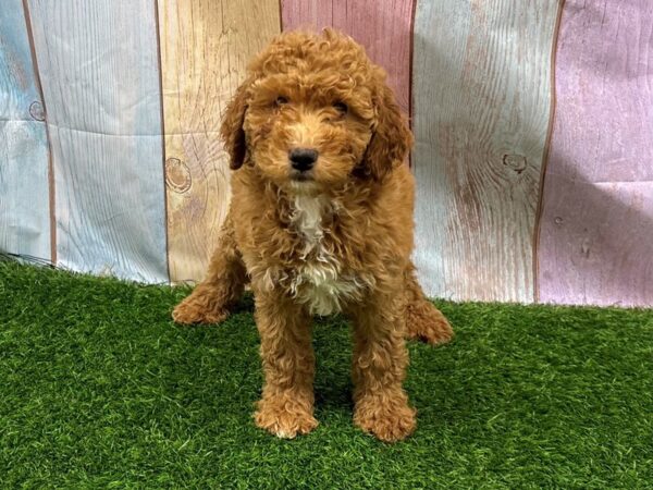 [#29456] Red Male Poodle Moyen Puppies for Sale