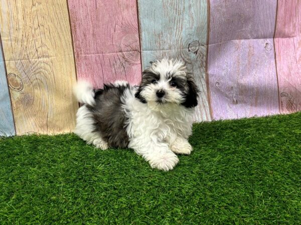 [#29450] Sable Male Havanese Puppies for Sale
