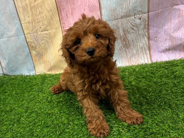 [#29455] Red Male Cavapoo Puppies for Sale