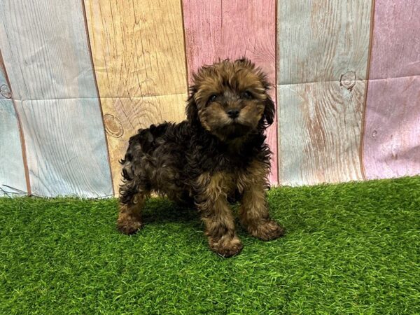 [#29441] Red and Apricot Female Yorkiepoo Puppies for Sale