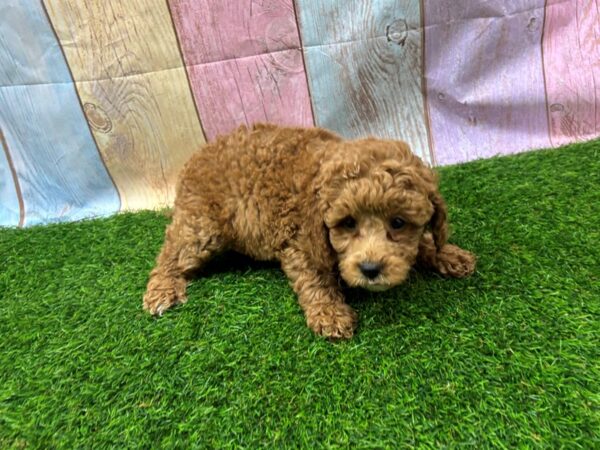 [#29447] Red Female Goldendoodle Mini 2nd Gen Puppies for Sale
