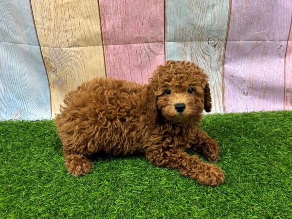 [#29444] Red Male Poodle Puppies for Sale