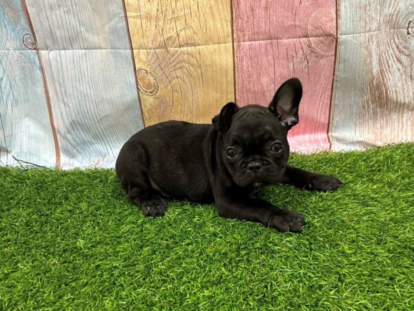 [#29431] Black Male French Bulldog Puppies for Sale