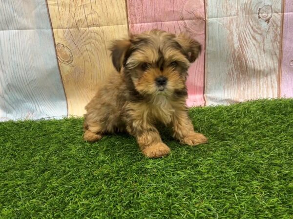 [#29434] Brown Female Shorkie Puppies for Sale