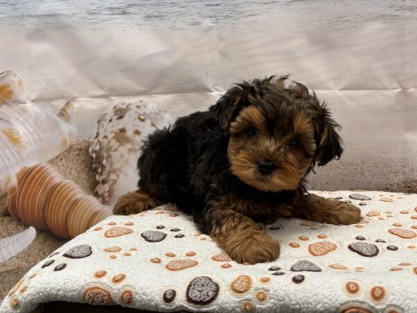 [#2161] Black and Tan Male Yorkiepoo Puppies for Sale