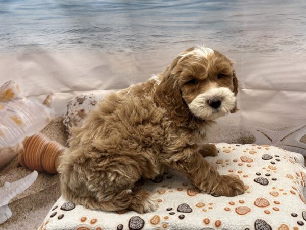 [#2155] Cream Male Goldendoodle Mini 2nd Gen Puppies for Sale
