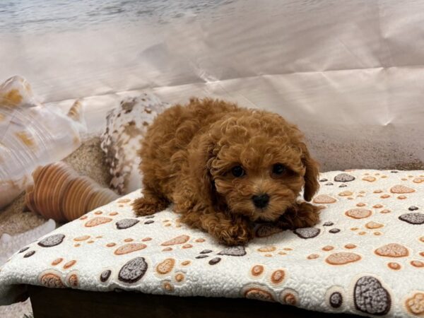 [#2160] Red Female Poodle Puppies for Sale