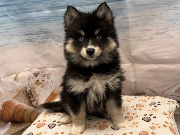 [#2159] Black / Tan Female Pomsky Puppies for Sale