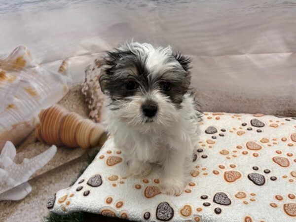 [#2156] Black / White Male Morkie Puppies for Sale
