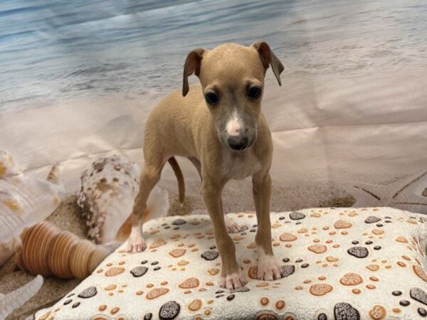 [#2158] Blue Fawn / White Female Italian Greyhound Puppies for Sale
