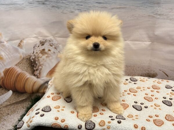 [#2148] White Male Pomeranian Puppies for Sale
