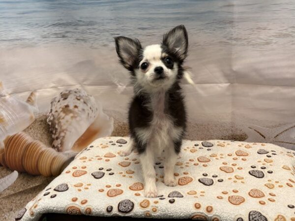 [#2152] Black / White Female Chihuahua Puppies for Sale