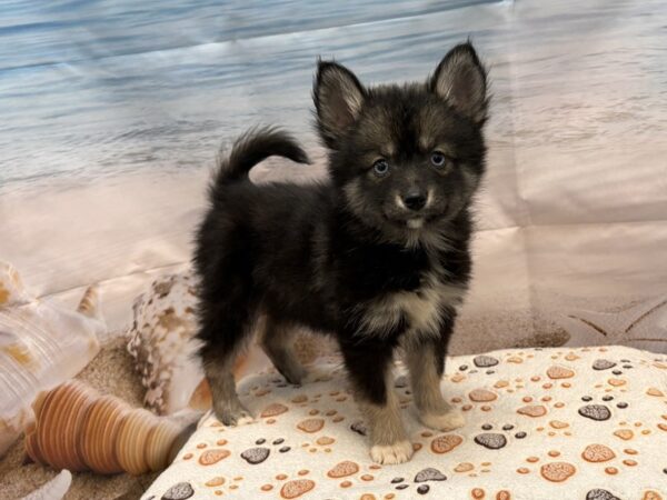[#2147] Black / Tan Female Pomsky Puppies for Sale