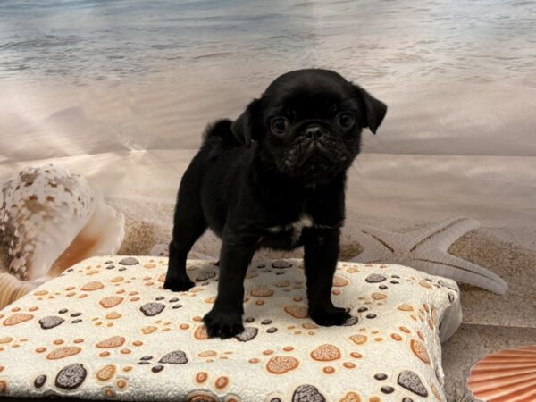 [#2151] Black Male Pug Puppies for Sale