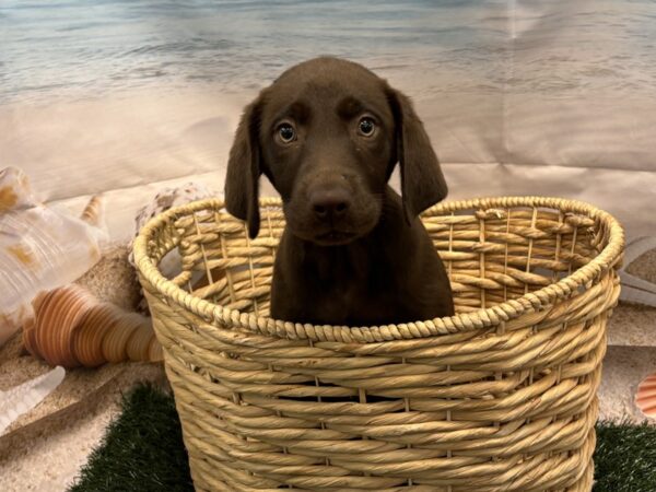 [#2167] Chocolate Male Labrador Retriever Puppies for Sale