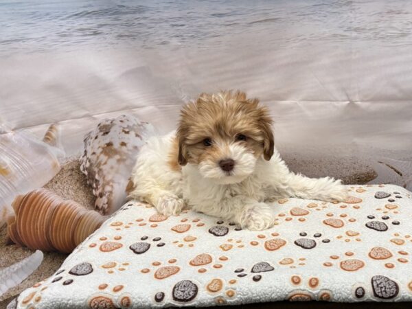 [#2163] Apricot Female Schnoodle Puppies for Sale